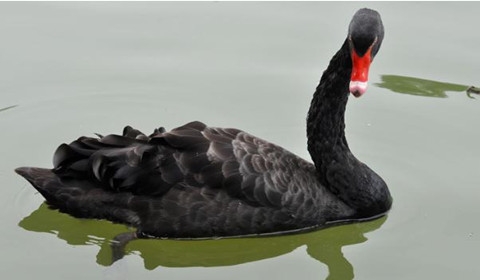 【必一运动bsport体育】“三星伴月”美丽天象19日黎明闪亮登场(图3) 必一运动官网