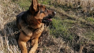 绅探什么时候开播 白宇新剧绅探玩转烧脑-必一运动官网(图1) 必一运动官网