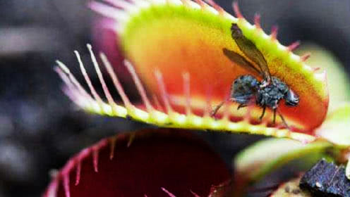 爱国者宋烟桥结局是什么?宋烟桥最后死了吗?【必一运动官网】(图3) 必一运动bsport体育