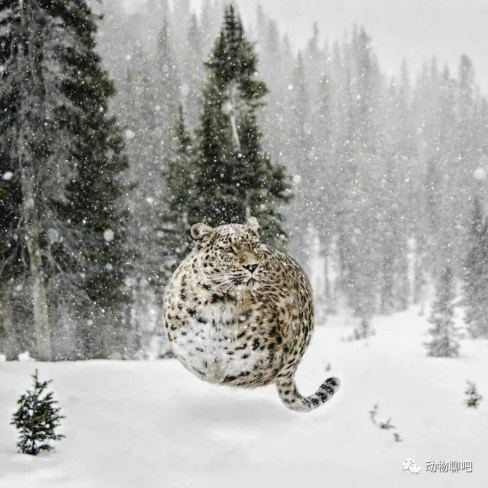 
如果这个星球上的所有动物都是胖胖的 他们会是什么样子？“bsports必一体育”(图13)