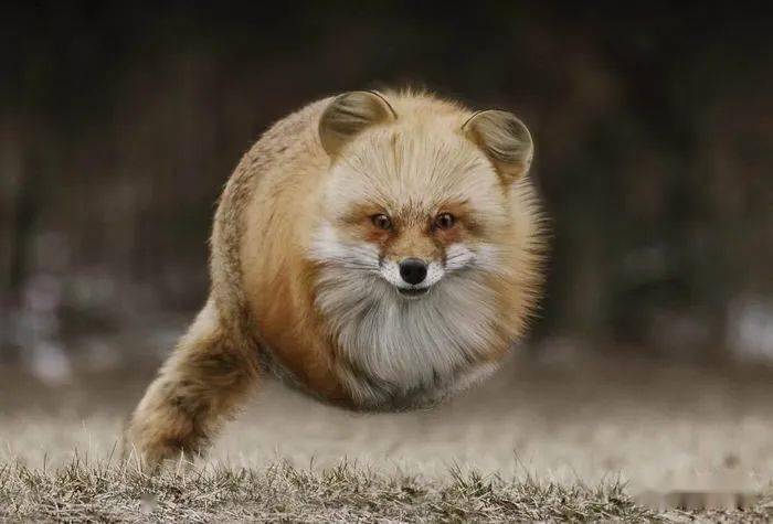 
如果这个星球上的所有动物都是胖胖的 他们会是什么样子？“bsports必一体育”(图17)