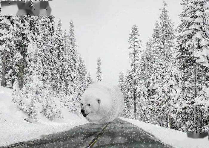 
如果这个星球上的所有动物都是胖胖的 他们会是什么样子？“bsports必一体育”(图22)