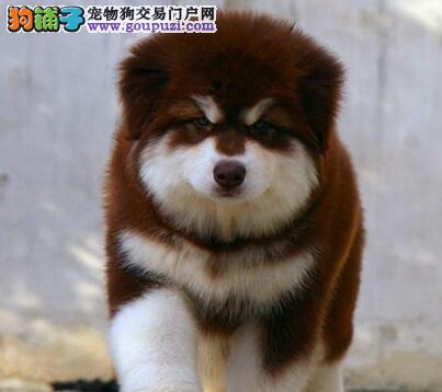 必一运动bsport体育